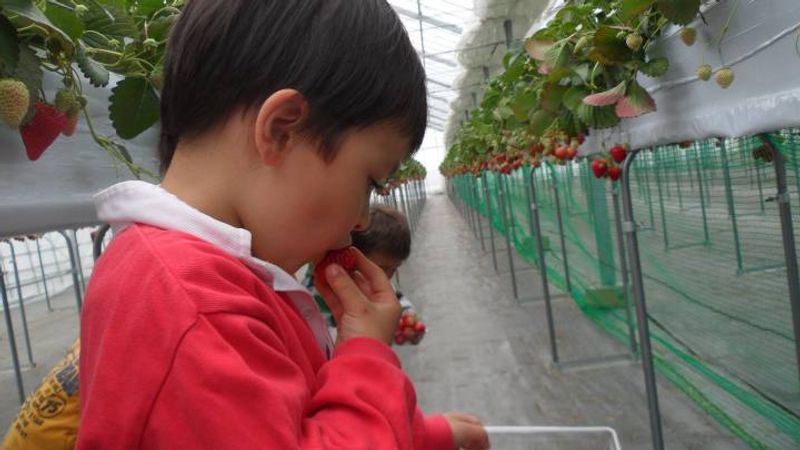 Strawberry Picking | Saitama photo