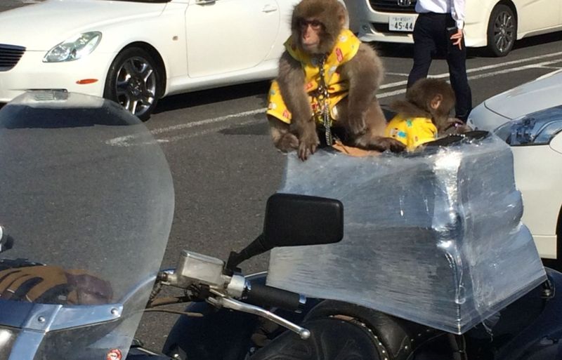 Overtaken by monkeys on the highway, a real 'life in Japan' moment photo