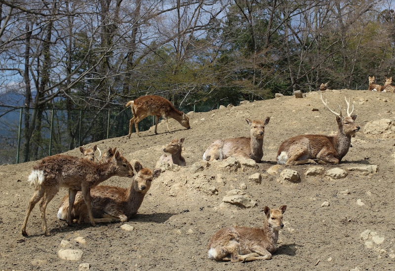 Wild Deer Ruin Sunflower Festival photo