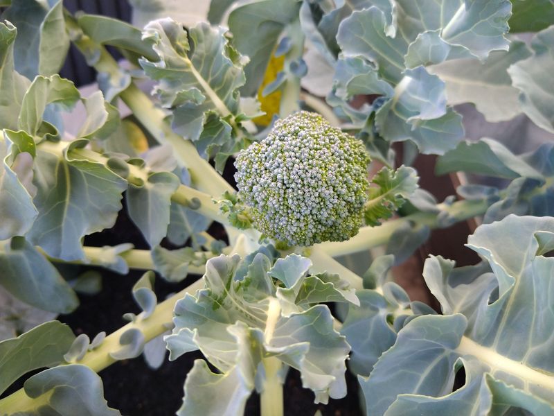 How to Harvest Balcony Vegetables in Japan photo