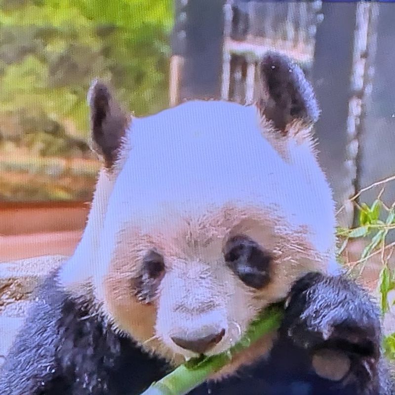 Hardcore panda fans! photo