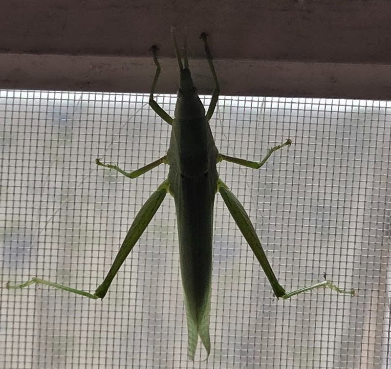 Right on Cue: A Cricket at My Door photo
