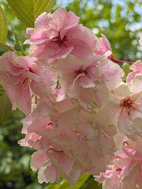 The magical, color changing cherry blossom photo