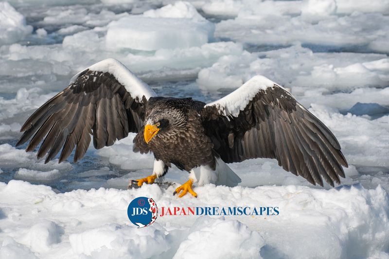 Hokkaido, Rausu, and Steller's Sea Eagles photo