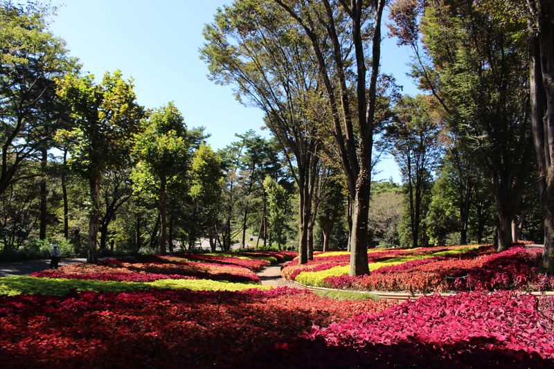 Autumn plants in Japan: coleus photo