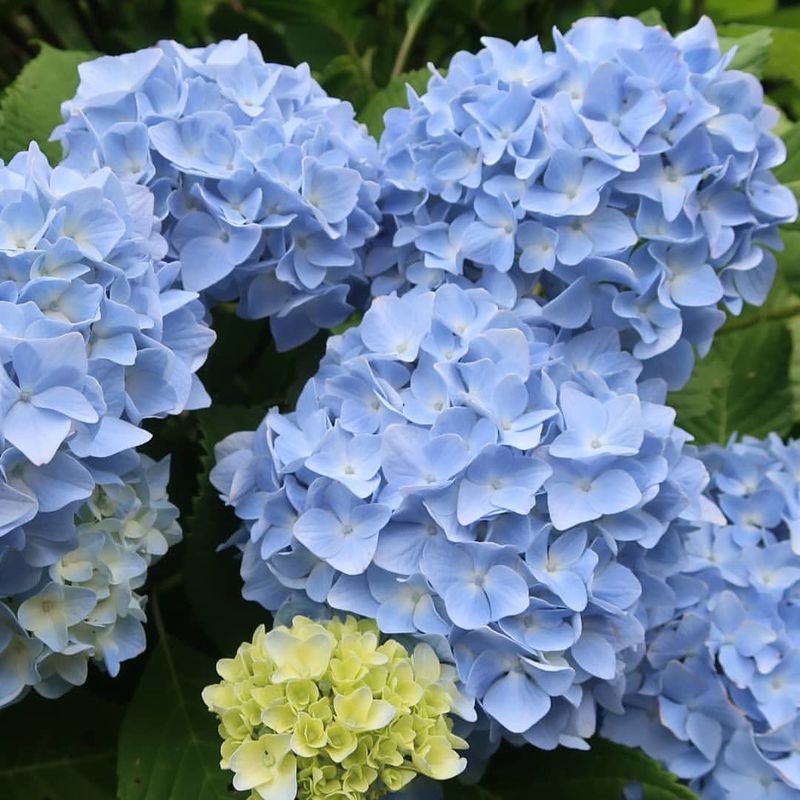 Jalan's Top 10 hydrangea spots to brighten your rainy season photo