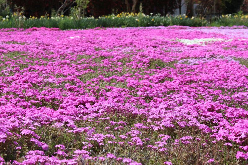 Spring flowers in Japan: shibazakura photo