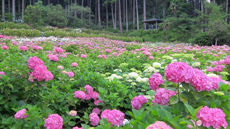 The Hattori Hydrangea Farm in Chiba photo