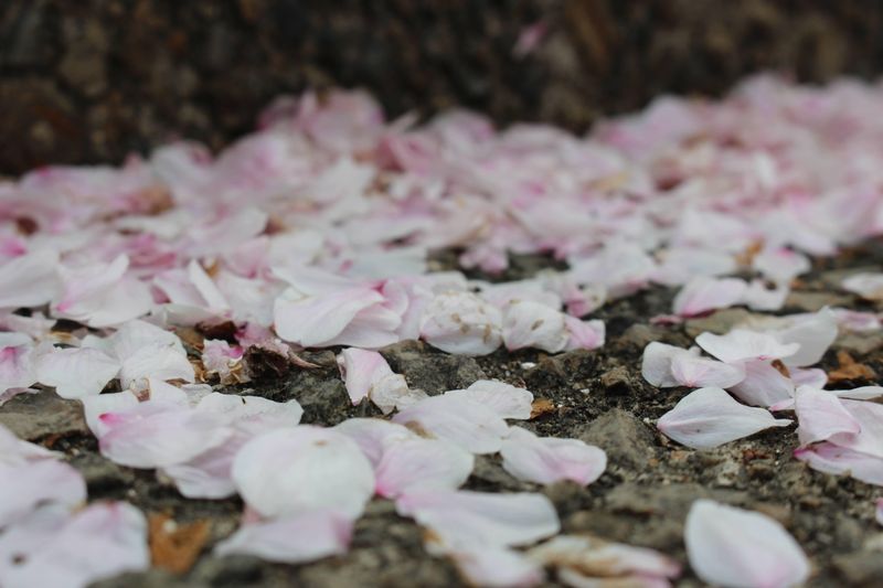 Cherry Blossom Lingo: fleeting cherry blossoms photo
