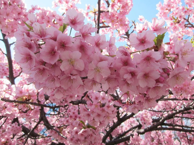 도쿄의 초창기 벚꽃 photo