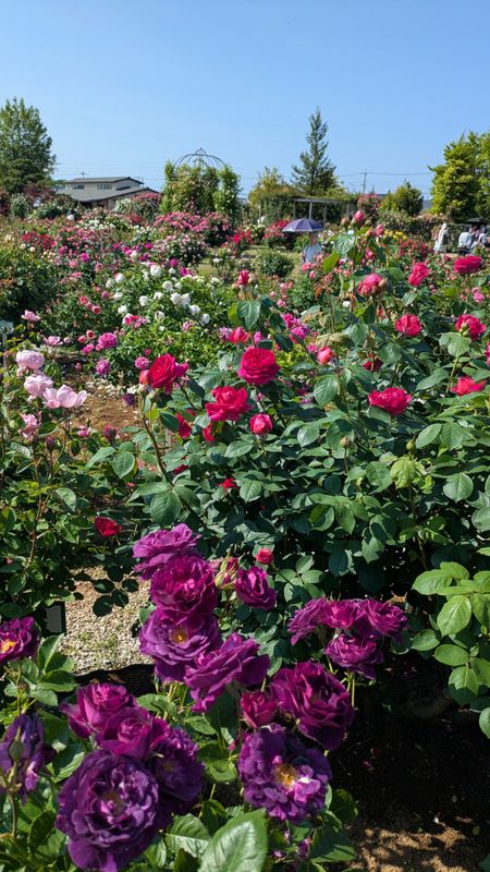 Rose festival at Kakyu no Sato photo