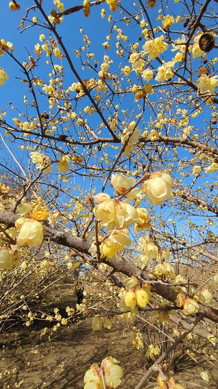 The Nagatoro Wintersweet Festival in 2026 photo