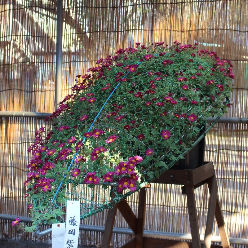 Shinjuku Gyoen Chrysanthemum Festival in 2025 photo