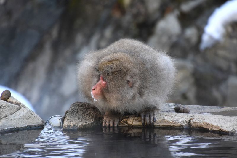 Perjalanan dari Tokyo Menuju Jigokudani Snow Monkey Park: Panduan Biaya dan Transportasi photo