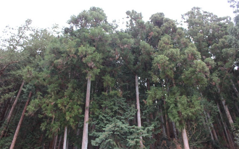 An overlap of pollens photo