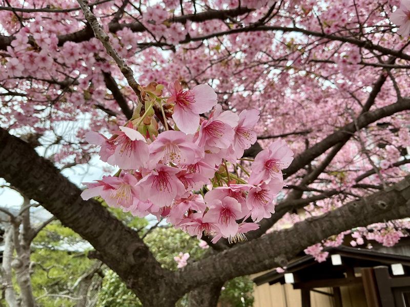 Kawazuzakura SPOT REPORT photo