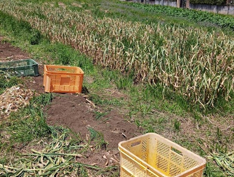 My first garlic harvesting experience photo