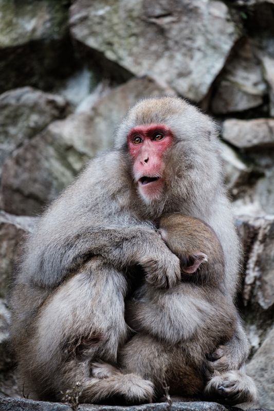 Les macaques japonais à travers les lentilles photo