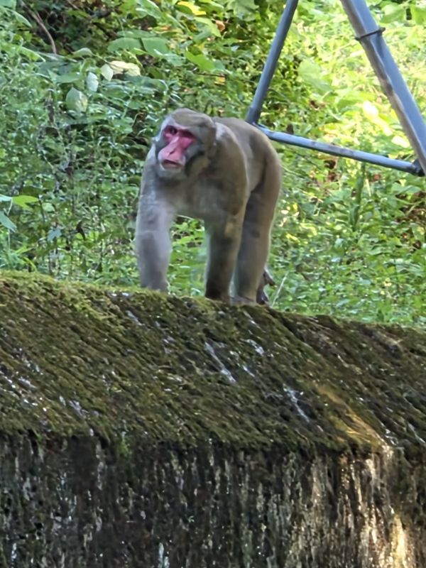 Learning through travel - Wild Monkeys in Kurobe photo