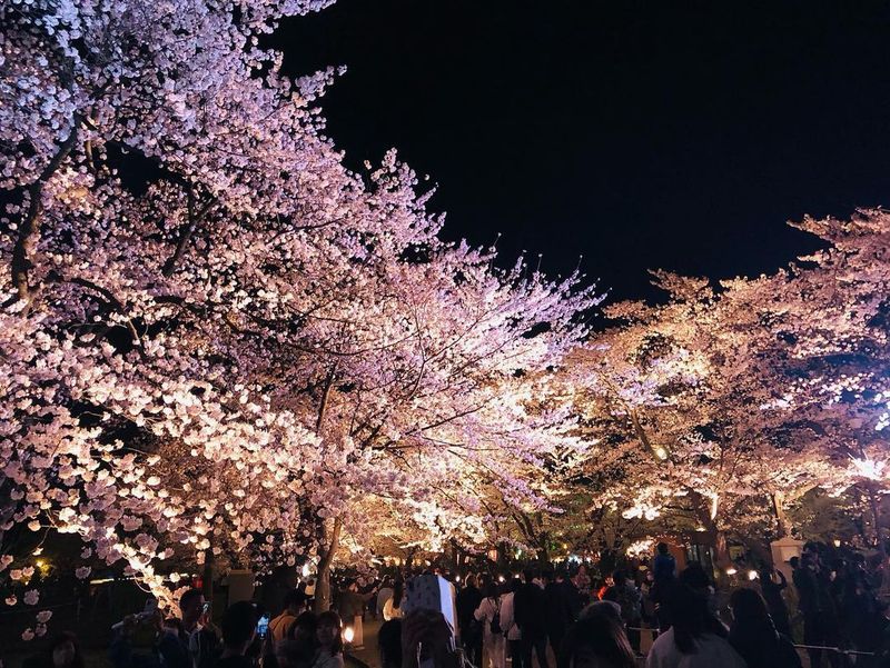 Sakura beauty after dark at Niigata's Takada Castle Park [SPOT REPORT] photo