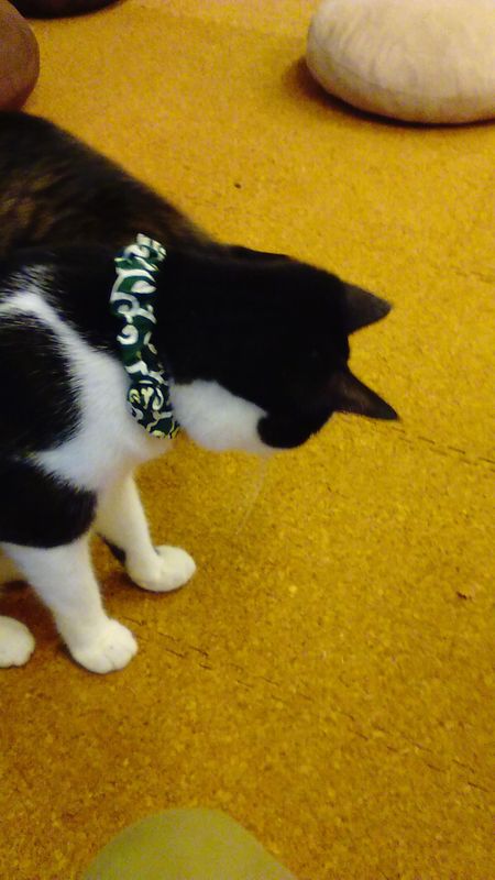 A day for black-and-white patterned cats! photo