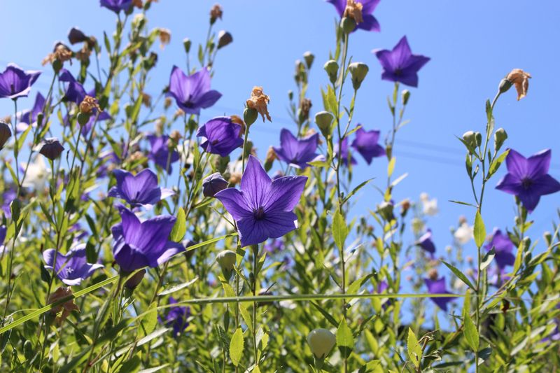 Balloon Flower Day  photo