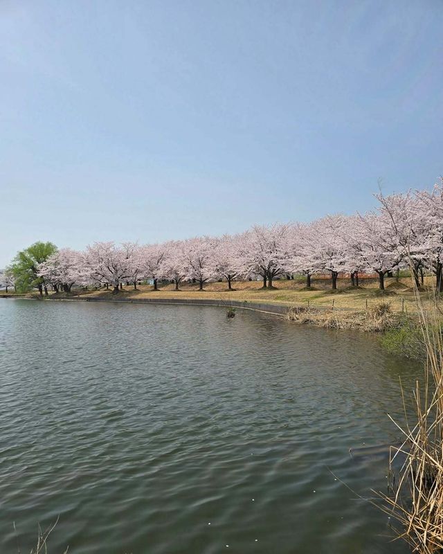 First sakura projections released yesterday! photo