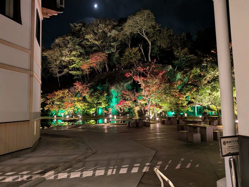 Gorgeous Trees.... but Why? photo