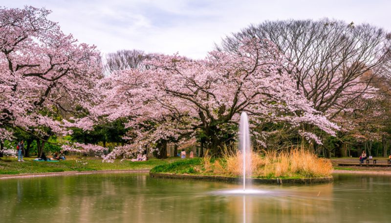 Three of my favorite Tokyo area parks for some sunshine! photo