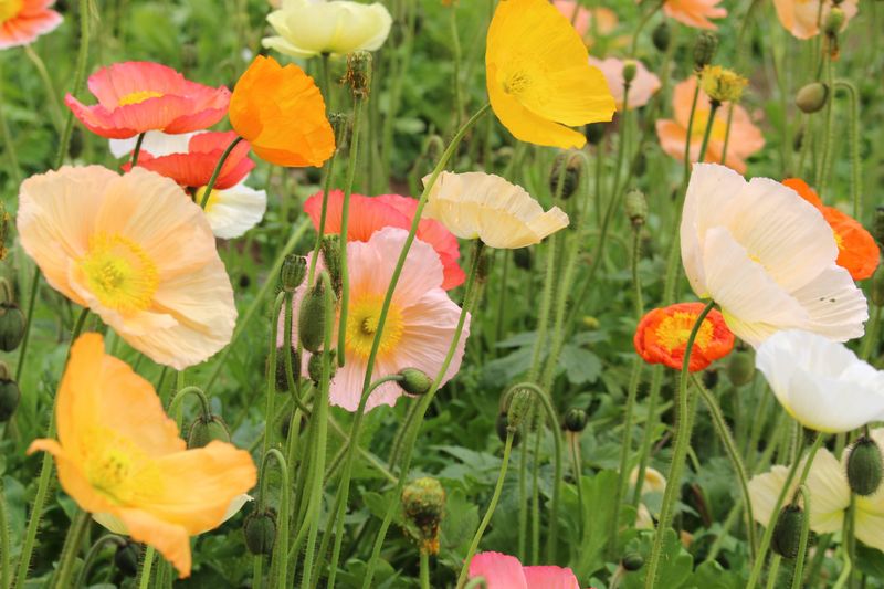 Gunma Flower Day photo