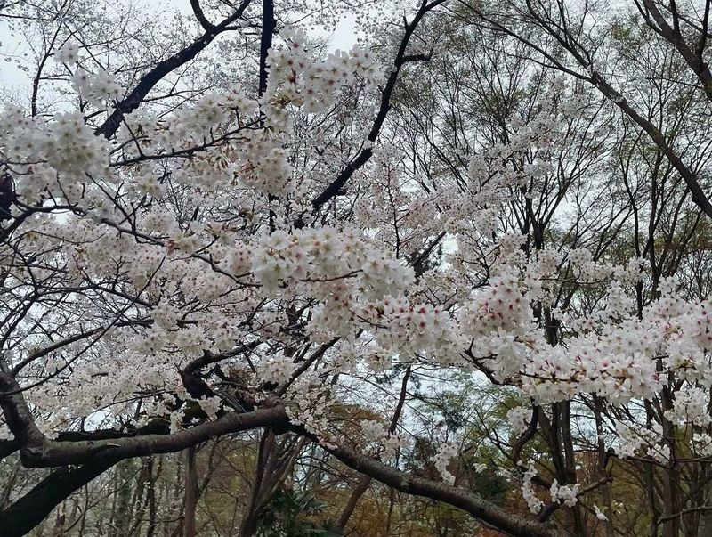 A return to sakura normalcy at Yoyogi Park [SPOT REPORT] photo