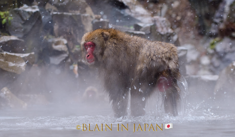 Snow Monkey Photo Tour Japan - Niigata, Nagano, or Anywhere Across Japan photo
