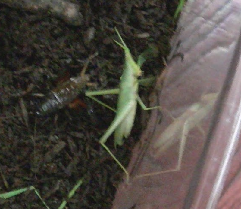 Microseason: Crickets Near the Door photo