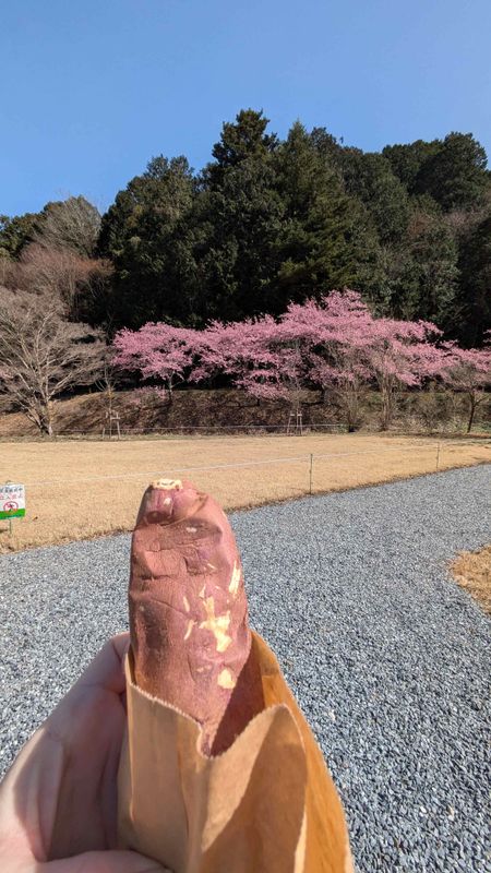 A sweet moment during sakura hunting photo