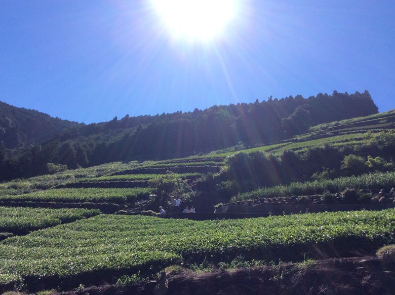 Kawane Tea Day honoring Shizuoka's mountain tea photo