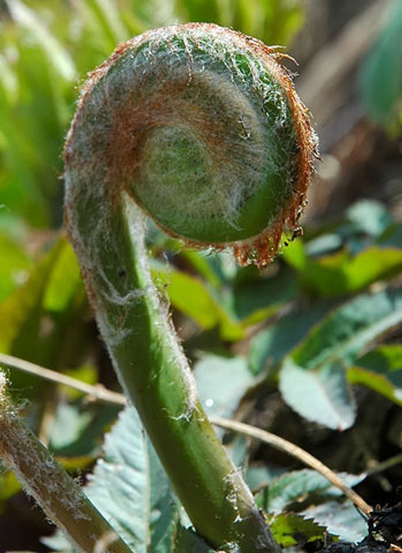 TtoE First fiddleheads photo