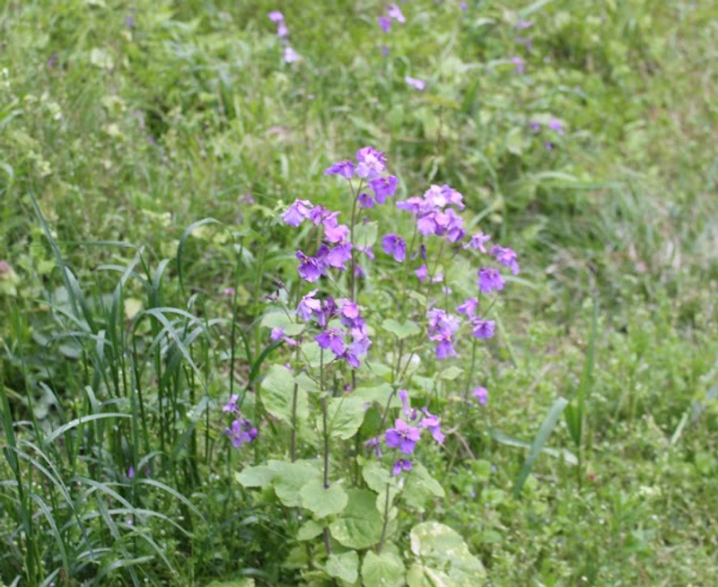 Microseason: Prunella Withers photo