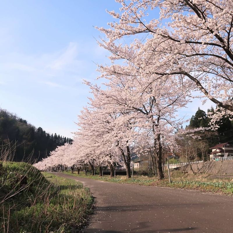 The perfect place for a spring stroll in Joetsu photo