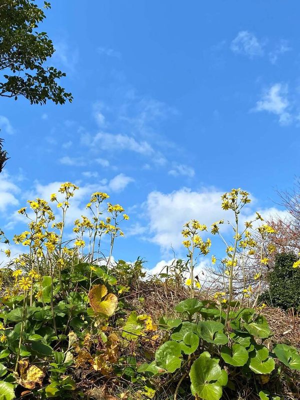 Career regrets and realities for workers in Japan photo