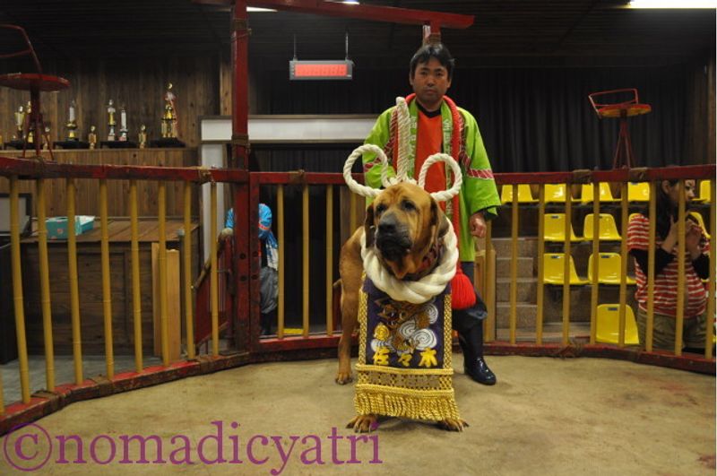 高知、四国、日本での土佐犬の戦い#nomadicyatri photo