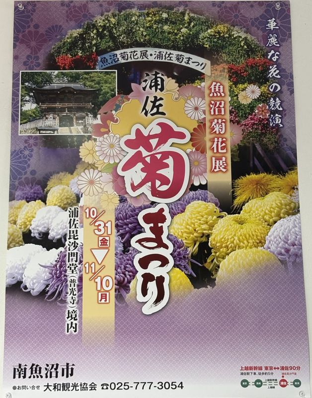 Last day of the Urasa Chrysanthemum Festival is today! photo
