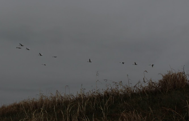 Microseason: Wild Geese Arrive photo