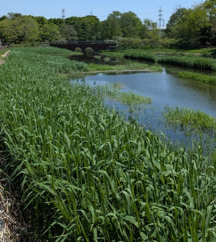 First reeds sprout photo