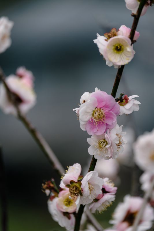 Ume: The True Spring Flower photo
