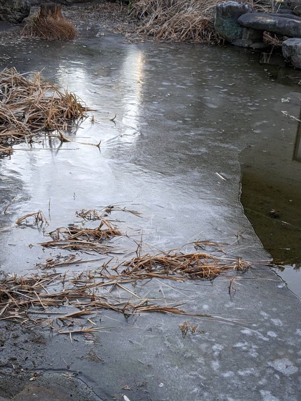 Fish emerge from the ice photo