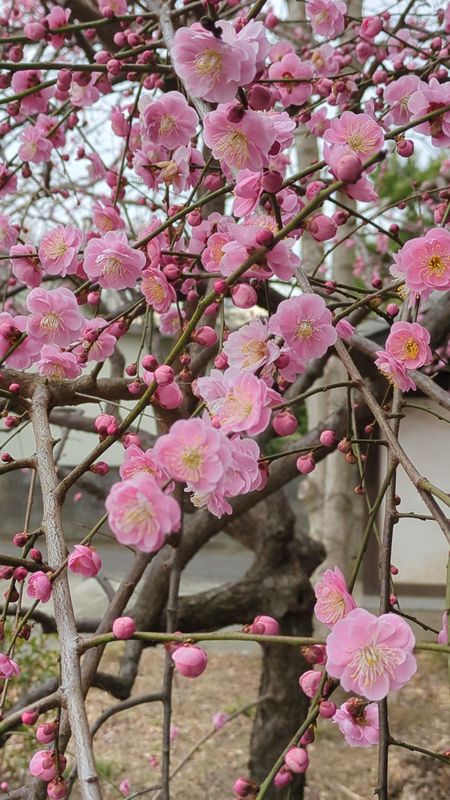 Weeping plum blossoms coming into full bloom photo