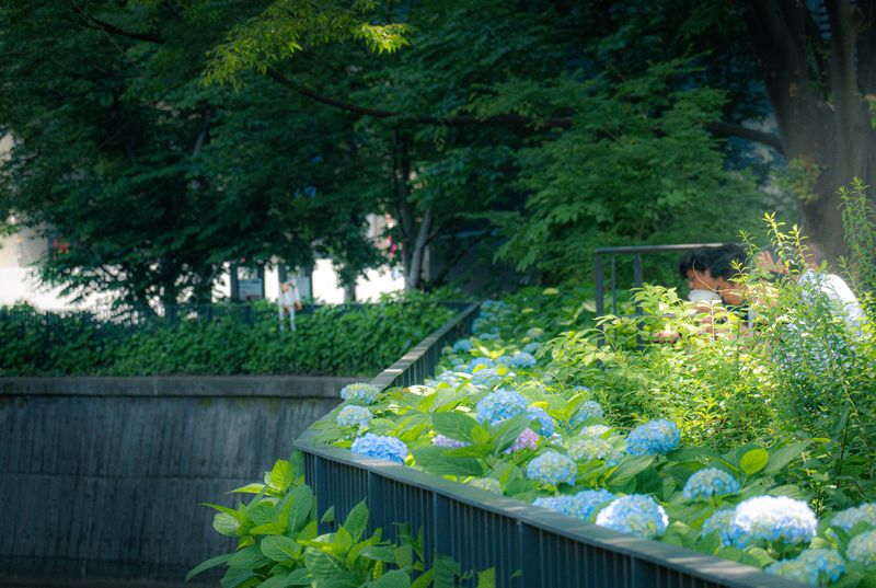 Tokyo "Green Biz" project eyes business of developing city's green spaces photo