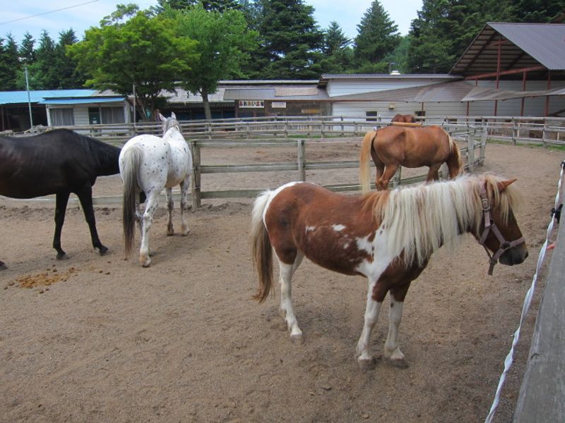 Fazenda de cavalos em Saku (Nagano) photo