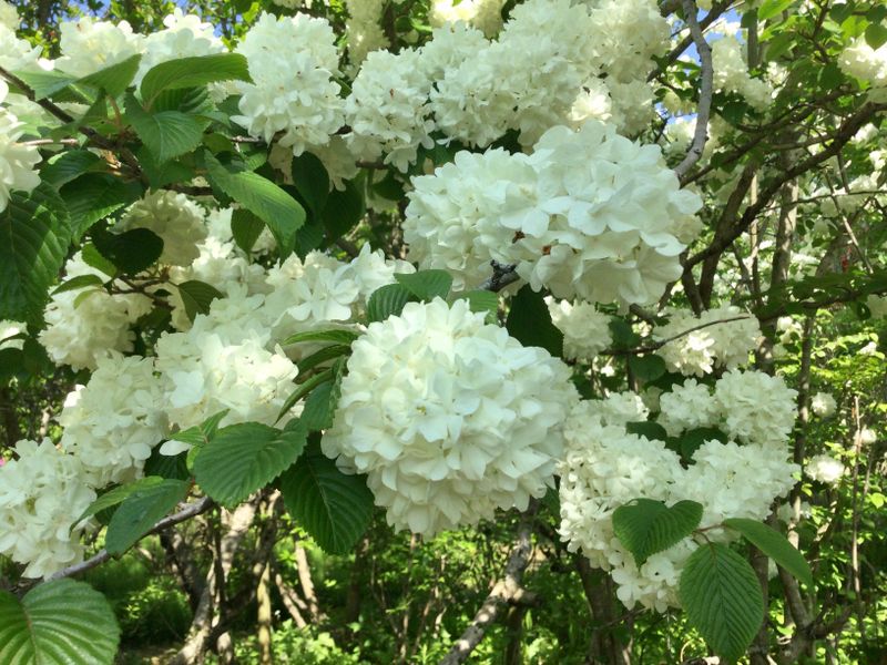 Learn about Indigenous Plants at Botanical Gardens photo