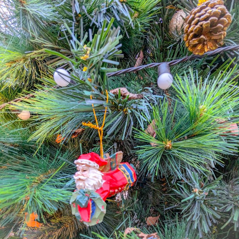 Is pine your birthday "flower"? photo